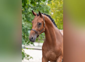 Zangersheider, Gelding, 5 years, 16 hh, Brown