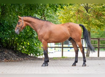 Zangersheider, Gelding, 5 years, 16 hh, Brown