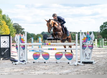 Zangersheider, Gelding, 5 years, 16 hh, Brown