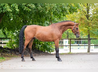 Zangersheider, Gelding, 5 years, 16 hh, Brown