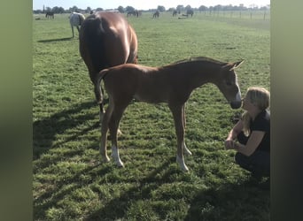 Zangersheider, Gelding, 5 years, 16 hh, Brown