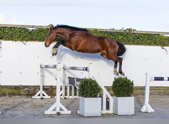 Zangersheider, Gelding, 5 years, 16 hh, Brown