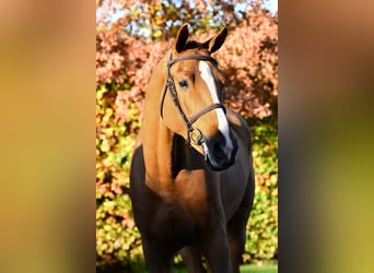 Zangersheider, Gelding, 5 years, 16 hh, Chestnut-Red