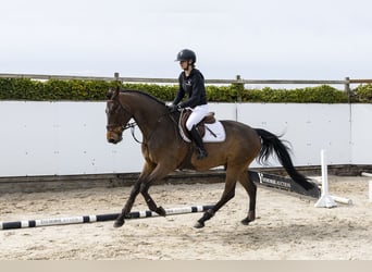 Zangersheider, Gelding, 5 years, 16 hh