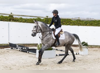 Zangersheider, Gelding, 5 years, 16 hh