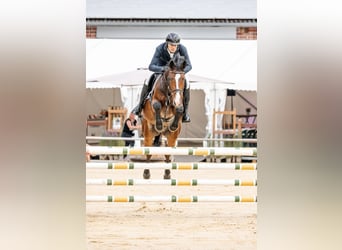 Zangersheider, Gelding, 5 years, 16,1 hh, Bay-Dark
