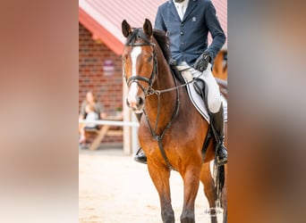 Zangersheider, Gelding, 5 years, 16,1 hh, Bay-Dark