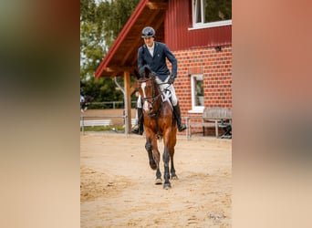 Zangersheider, Gelding, 5 years, 16,1 hh, Bay-Dark