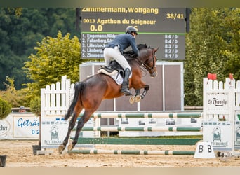 Zangersheider, Gelding, 5 years, 16,1 hh, Bay-Dark