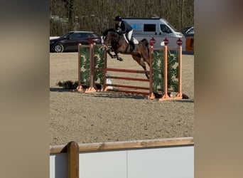Zangersheider, Gelding, 5 years, 16,1 hh, Bay-Dark