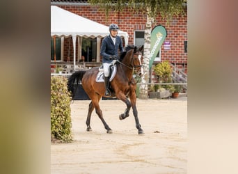 Zangersheider, Gelding, 5 years, 16,1 hh, Bay-Dark