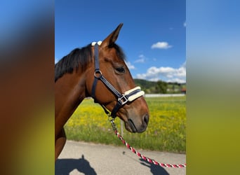 Zangersheider, Gelding, 5 years, 16,1 hh, Brown