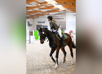 Zangersheider, Gelding, 5 years, 16,1 hh, Brown