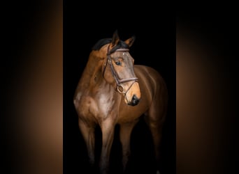 Zangersheider, Gelding, 5 years, 16,1 hh, Brown