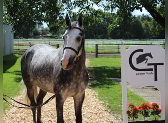 Zangersheider, Gelding, 5 years, 16,1 hh, Grey
