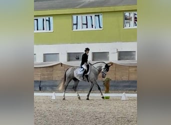 Zangersheider, Gelding, 5 years, 16,1 hh, Grey