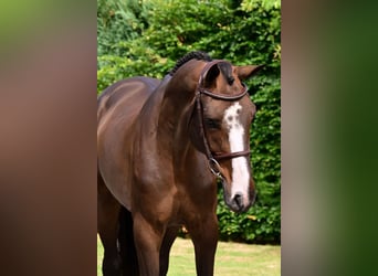 Zangersheider, Gelding, 5 years, 16,2 hh, Bay-Dark