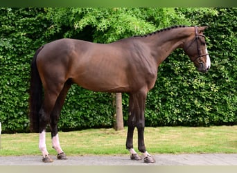 Zangersheider, Gelding, 5 years, 16,2 hh, Bay-Dark