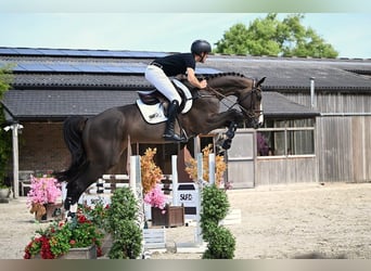 Zangersheider, Gelding, 5 years, 16,2 hh, Bay-Dark