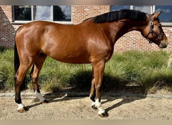 Zangersheider, Gelding, 5 years, 16,2 hh, Bay