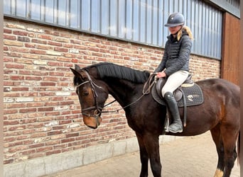 Zangersheider, Gelding, 5 years, 16,2 hh, Brown