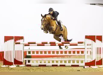 Zangersheider, Gelding, 5 years, 16,2 hh, Brown