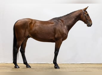 Zangersheider, Gelding, 5 years, 16,2 hh, Brown
