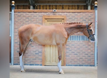 Zangersheider, Gelding, 5 years, 16,2 hh, Chestnut-Red
