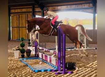 Zangersheider, Gelding, 5 years, 16,2 hh, Chestnut-Red