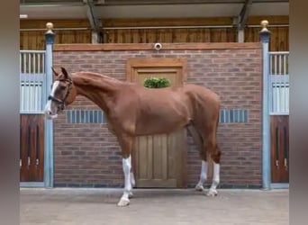 Zangersheider, Gelding, 5 years, 16,2 hh, Chestnut-Red