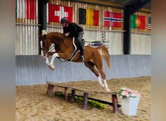 Zangersheider, Gelding, 5 years, 16,2 hh, Chestnut-Red