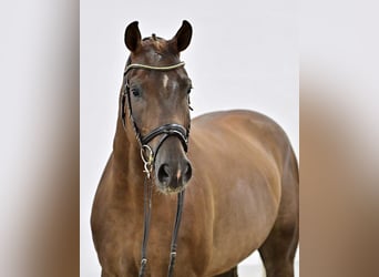 Zangersheider, Gelding, 5 years, 16,2 hh, Chestnut-Red