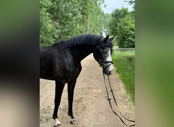 Zangersheider, Gelding, 5 years, 16,2 hh, Gray-Dark-Tan