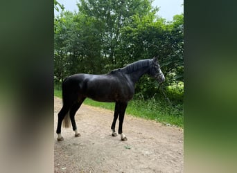 Zangersheider, Gelding, 5 years, 16,2 hh, Gray-Dark-Tan