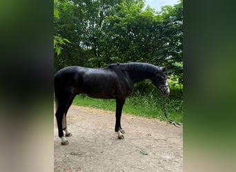 Zangersheider, Gelding, 5 years, 16,2 hh, Gray-Dark-Tan