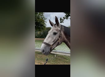 Zangersheider, Gelding, 5 years, 16,2 hh, Grey