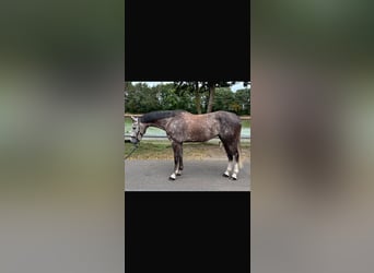 Zangersheider, Gelding, 5 years, 16,2 hh, Grey