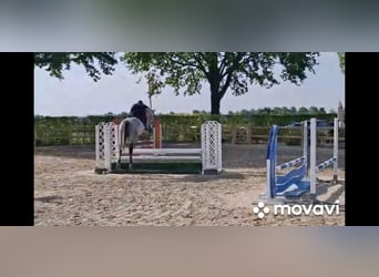 Zangersheider, Gelding, 5 years, 16,2 hh, Grey