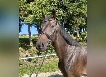 Zangersheider, Gelding, 5 years, 16,3 hh, Bay-Dark