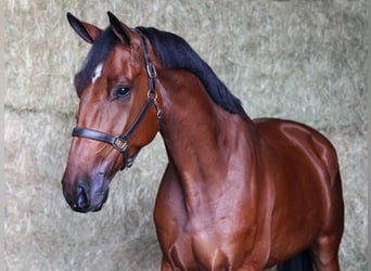 Zangersheider, Gelding, 5 years, 16,3 hh, Bay-Dark