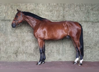 Zangersheider, Gelding, 5 years, 16,3 hh, Bay-Dark