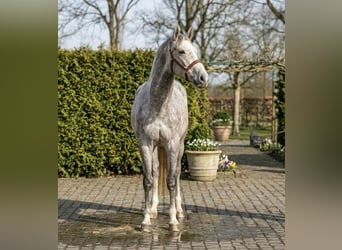 Zangersheider, Gelding, 5 years, 16,3 hh, Grey