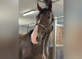 Zangersheider, Gelding, 5 years, 17.1 hh, Bay-Dark