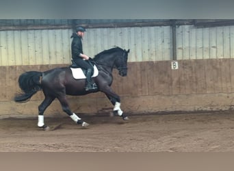 Zangersheider, Gelding, 5 years, 17.1 hh, Black