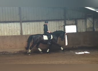Zangersheider, Gelding, 5 years, 17.1 hh, Black