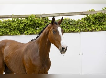 Zangersheider, Gelding, 5 years, 17.1 hh, Brown