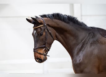 Zangersheider, Gelding, 5 years, 17,2 hh, Brown