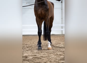 Zangersheider, Gelding, 5 years, 17,2 hh, Brown