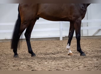 Zangersheider, Gelding, 5 years, 17,2 hh, Brown