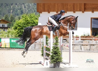 Zangersheider, Gelding, 5 years, 17.2 hh, Brown